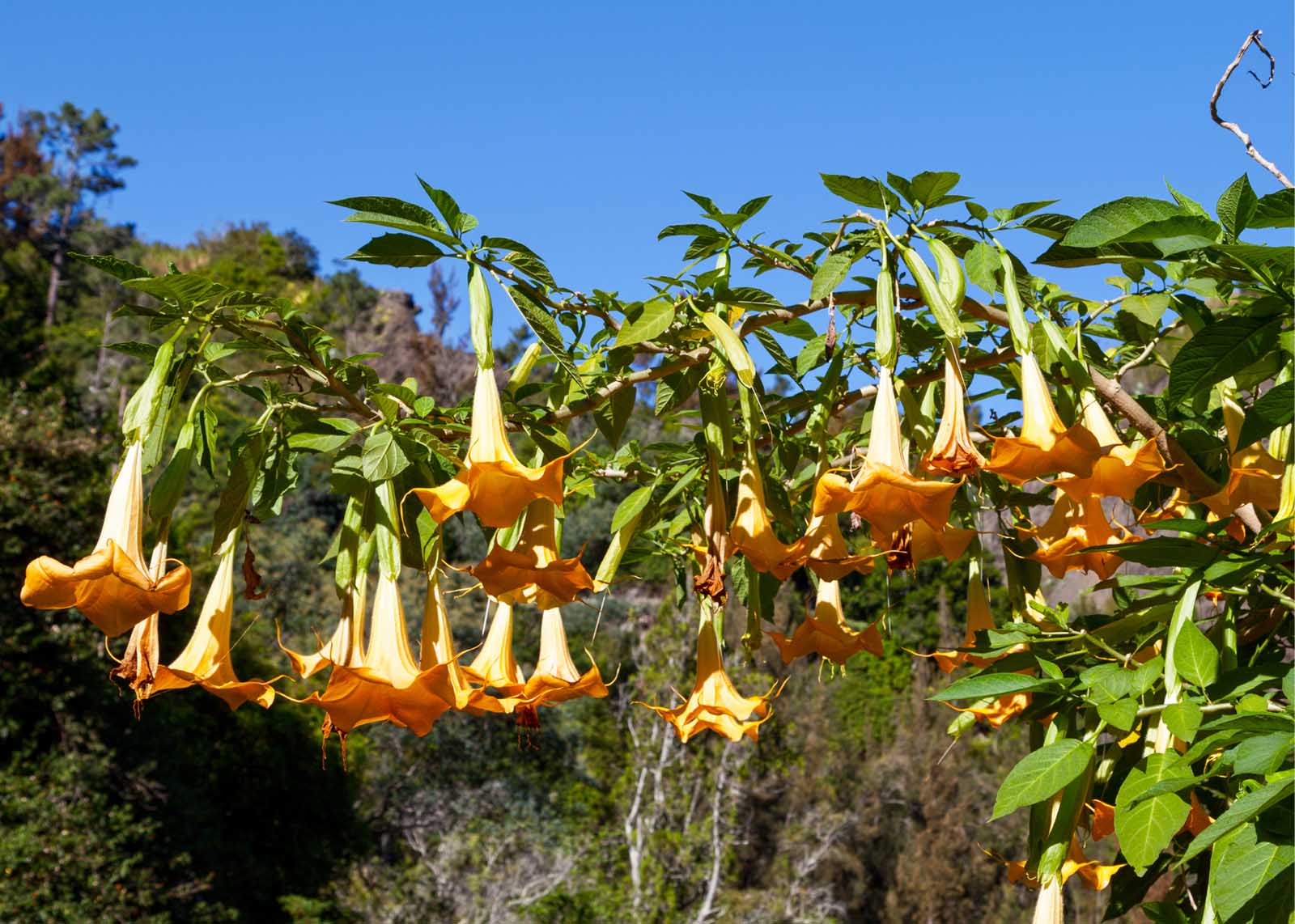 The Best Flowering Shrubs for Florida Landscapes